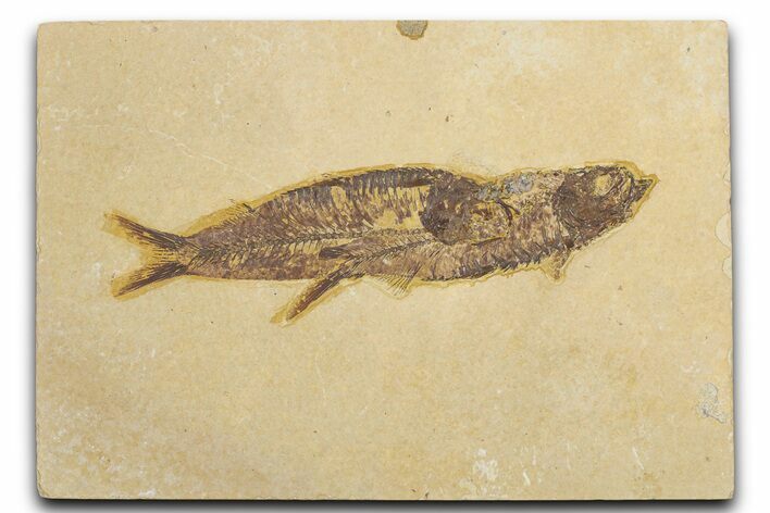 Limestone with Two Fossil Fish (Knightia) - Wyoming #354043